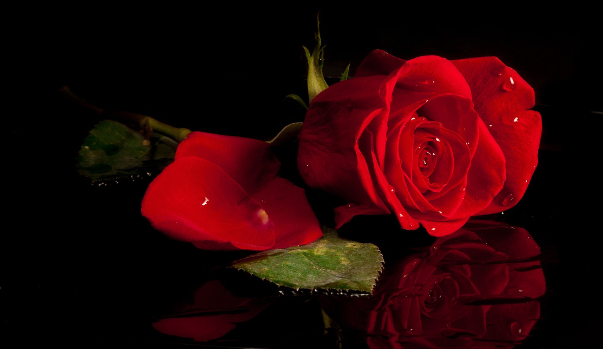 Download Red Flower Reflection Red Rose Flower Nature Rose HD Wallpaper