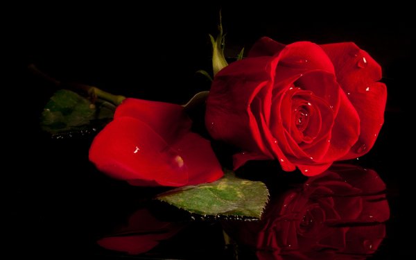 Nature Rose Flowers Flower Red Rose Reflection Red Flower HD Wallpaper | Background Image
