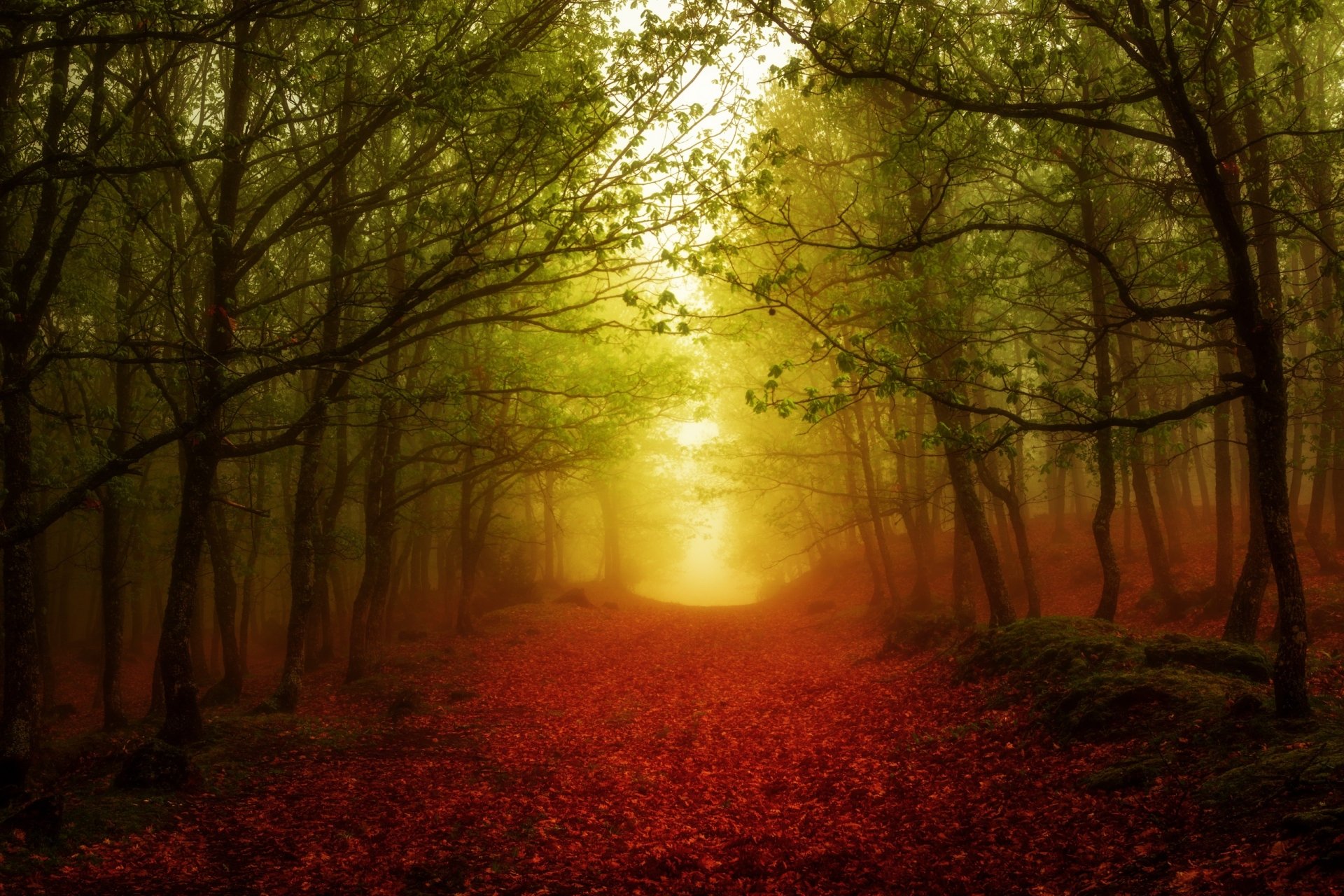 Download Tree Fall Path Forest Nature Fog HD Wallpaper