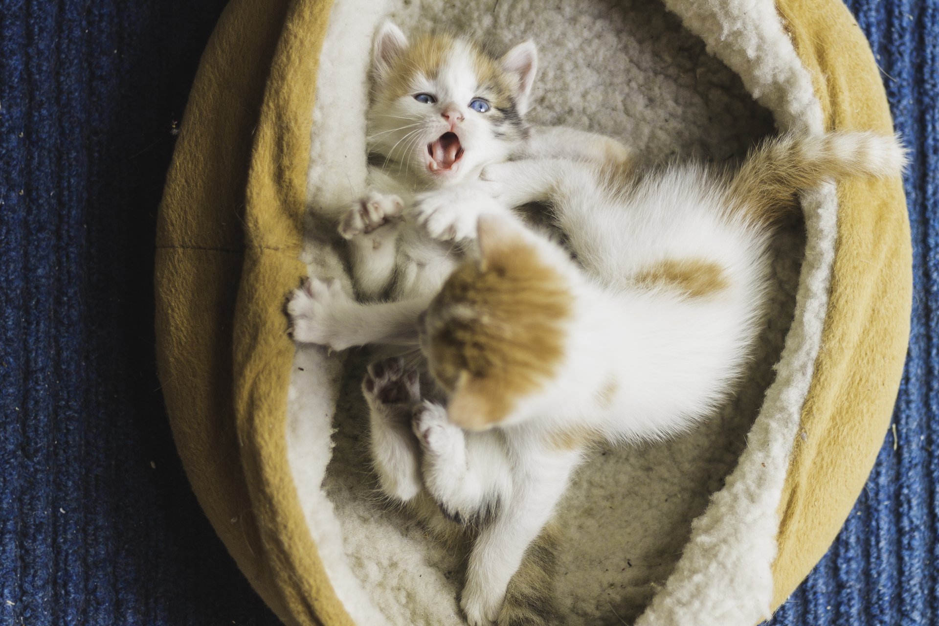 4K Ultra HD PC wallpaper of two playful baby kittens tumbling and wrestling in a cozy cat bed.