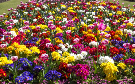 A vibrant 4K Ultra HD desktop wallpaper featuring a colorful spring garden filled with primulas, tulips, and various bright flowers in full bloom.