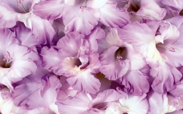 Nature Gladiolus Flowers Flower Gladiolius Purple Flower HD Wallpaper | Background Image