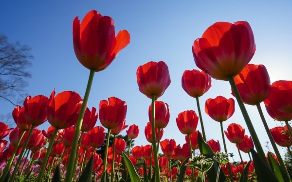 Earth Tulip Flowers Nature Flower Red Flower Summer HD Wallpaper | Background Image