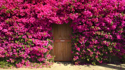 A vibrant pink bougainvillea blooms abundantly around a wooden door of a house, creating a striking contrast in this HD PC desktop wallpaper and background.