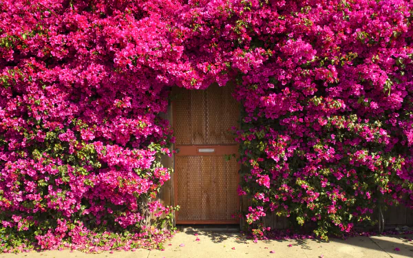 A vibrant pink bougainvillea blooms abundantly around a wooden door of a house, creating a striking contrast in this HD PC desktop wallpaper and background.