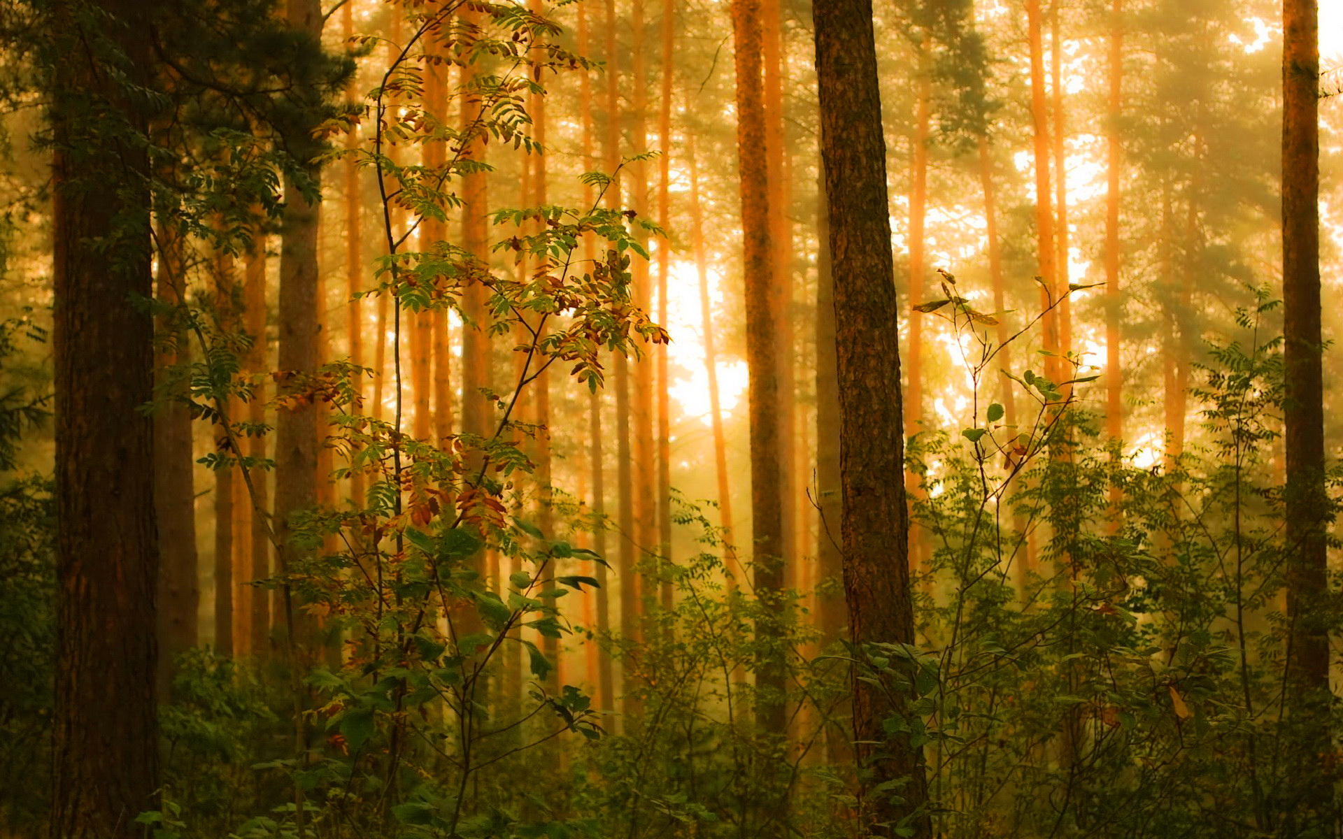 Sunlight In Misty Forest Hd Wallpaper Background Image 1920x1200