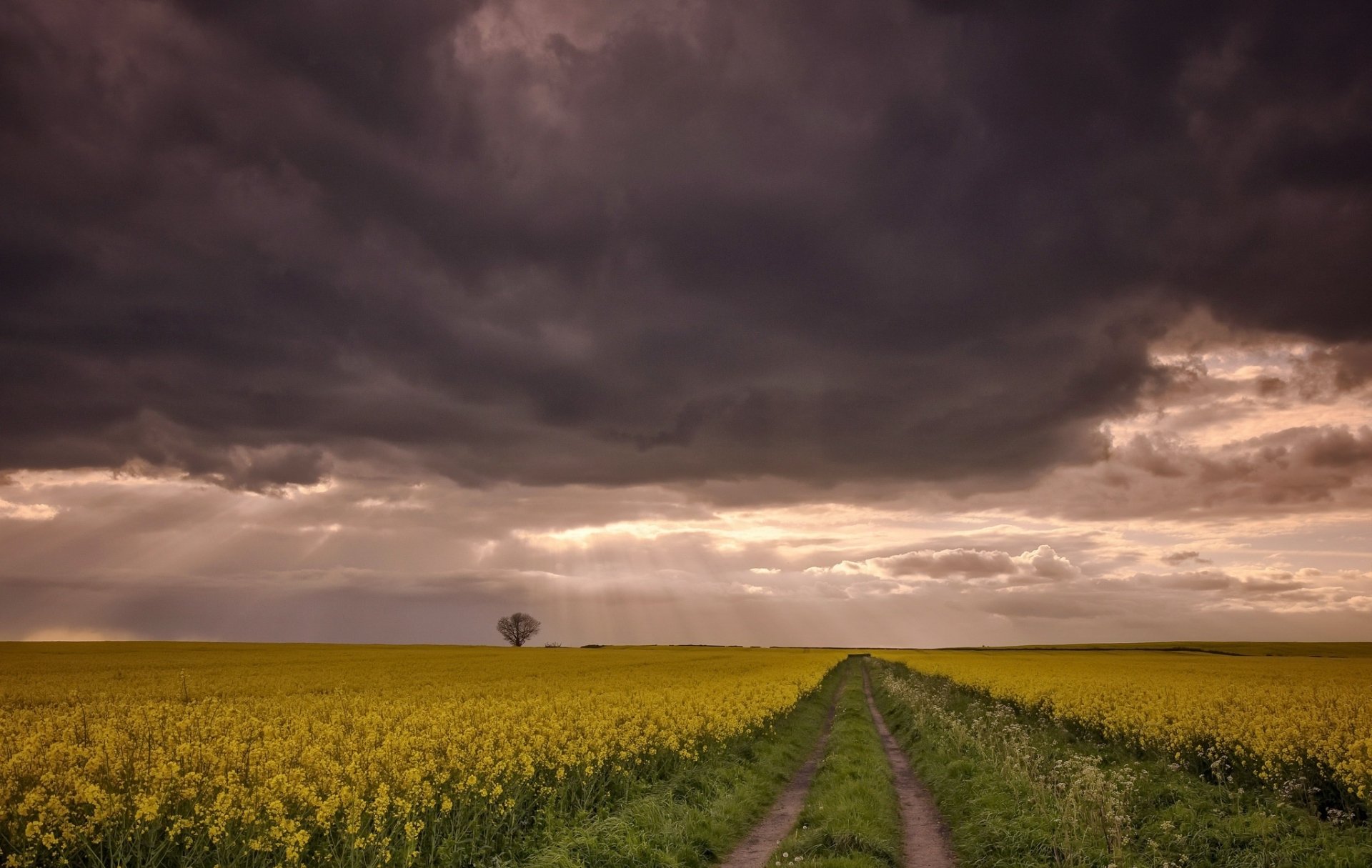 Download Sunbeam Cloud Yellow Flower Field Nature Summer Rapeseed HD ...