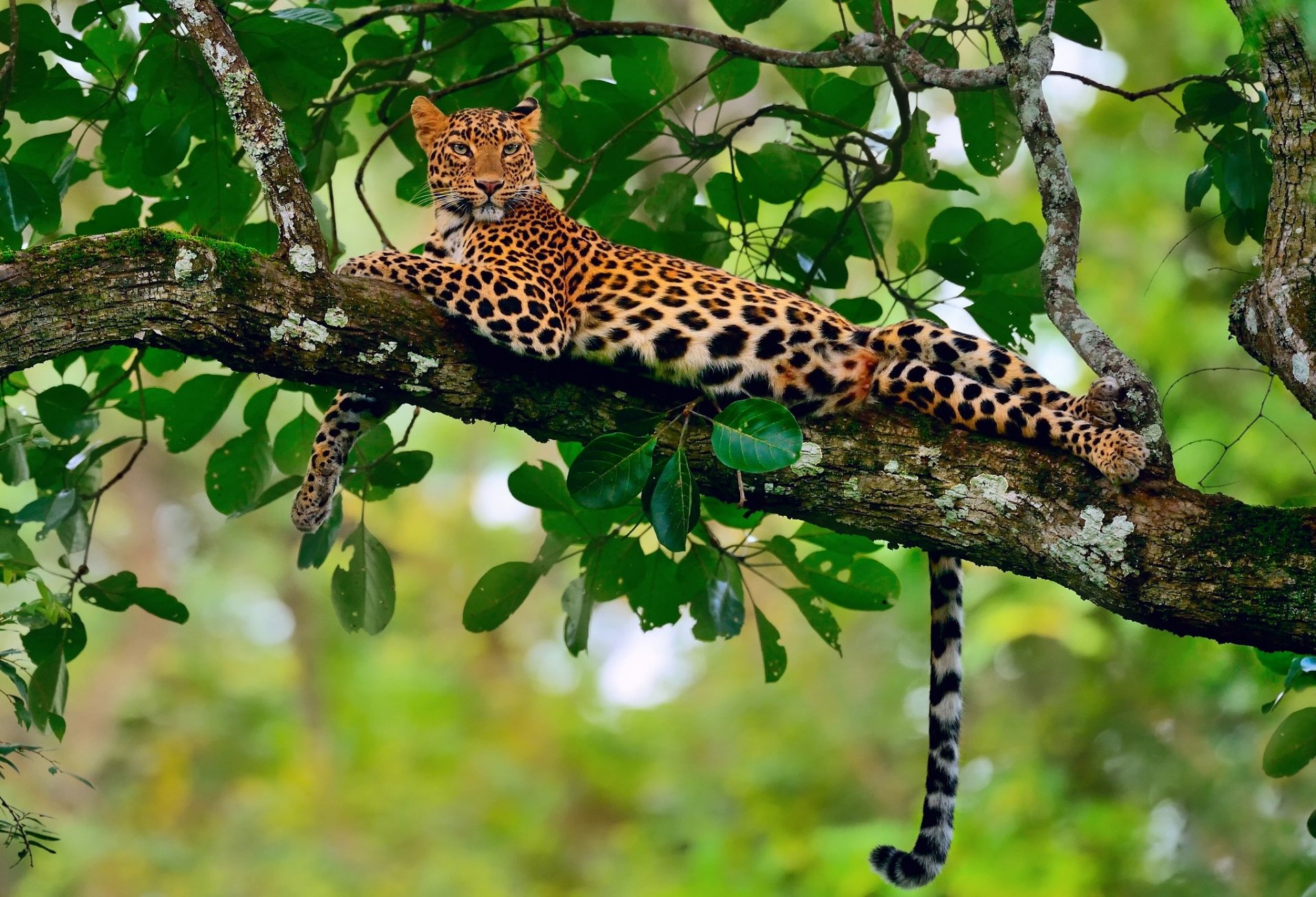 HD desktop wallpaper of a leopard resting on a tree branch surrounded by green foliage, showcasing the animal’s spotted coat in its natural habitat.