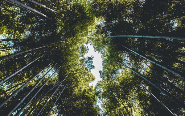 5K Ultra HD PC wallpaper: upward view through a dense bamboo forest, tall green stalks and leafy canopy framing a bright sky — plant, forest, nature, bamboo.