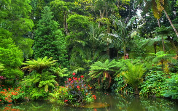 HD wallpaper of a lush tropical rainforest with vibrant flowers, dense greenery, and a serene pond, showcasing the beauty of nature in a jungle setting.