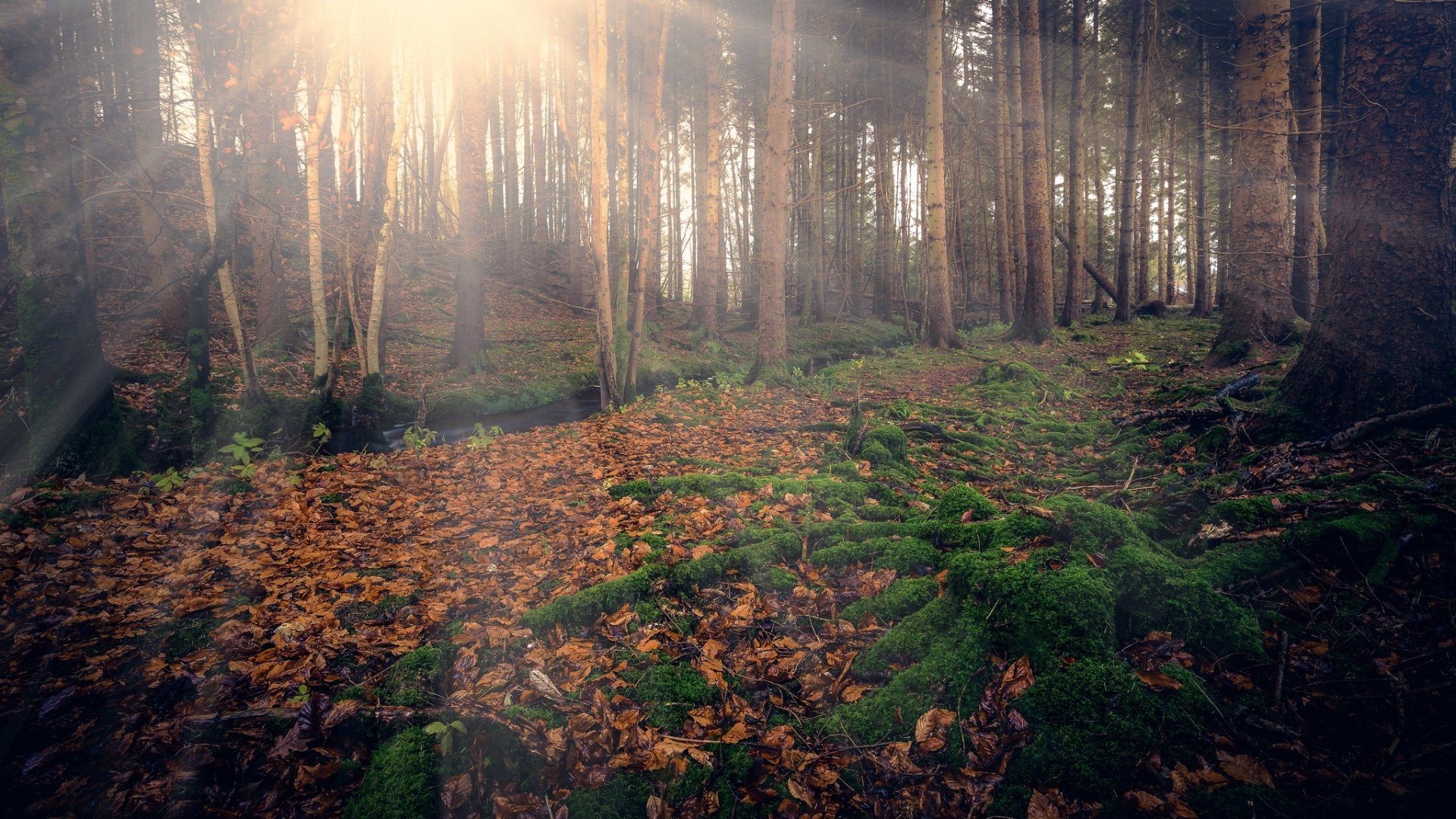 Download Forest Nature Sunbeam HD Wallpaper | 2048x1152 | Wallpaper Abyss