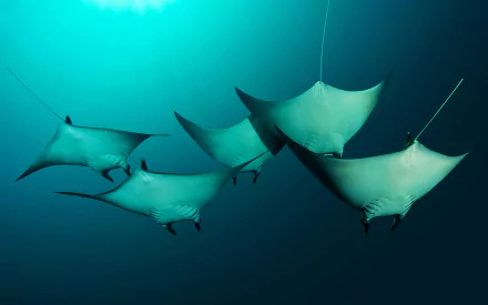 A group of manta rays gliding gracefully underwater in deep blue sea, captured in HD for a striking PC desktop wallpaper.