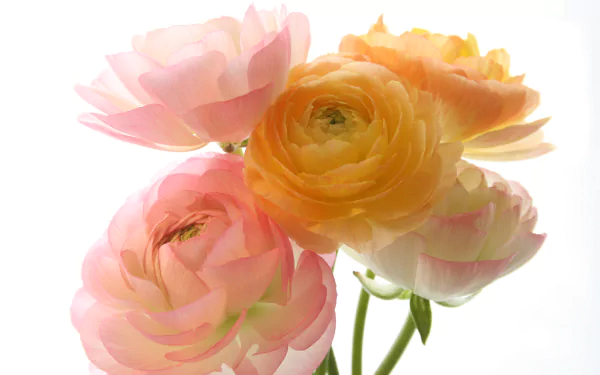 Soft pink peony and yellow ranuncula blossoms on a bright white background — spring nature 2K Quad HD PC desktop wallpaper.