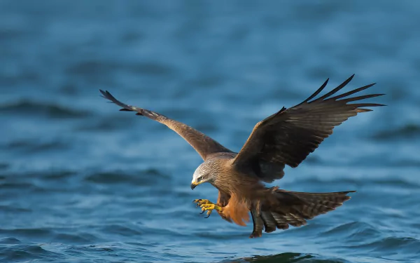 A bird of prey, specifically a kite, swoops skillfully over a blue water background in this HD PC desktop wallpaper showcasing wildlife in flight.