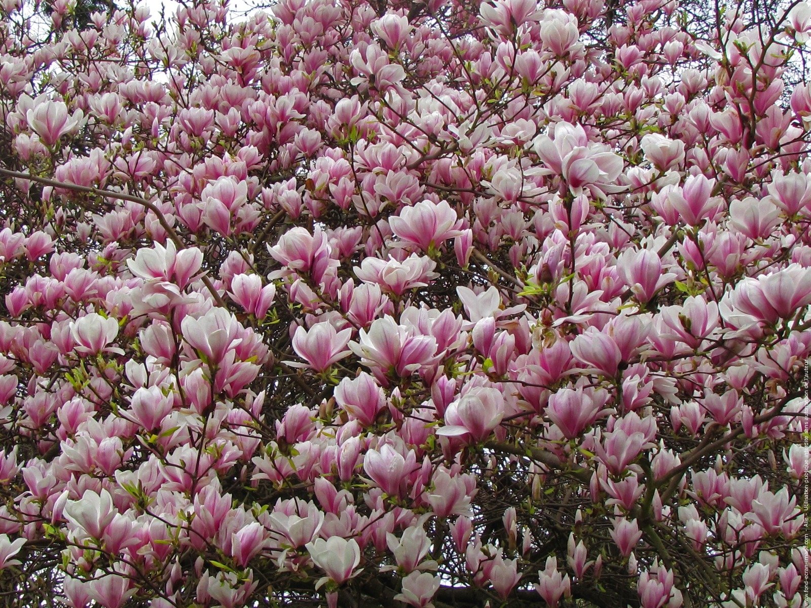 Magnolia Tree