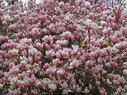HD desktop wallpaper showcasing a close-up of pink magnolia blossoms in full spring bloom, capturing the vibrant beauty of nature.