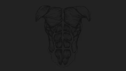 muscle artistic anatomy HD Desktop Wallpaper | Background Image