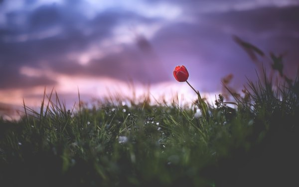 Earth Tulip Flowers Nature Flower Grass Red Flower HD Wallpaper | Background Image