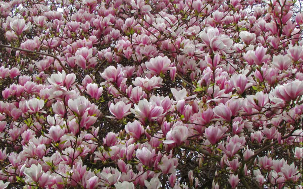 HD desktop wallpaper showcasing a close-up of pink magnolia blossoms in full spring bloom, capturing the vibrant beauty of nature.
