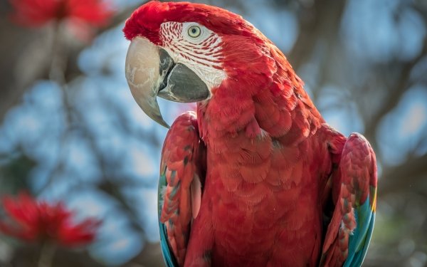 Animal Red-and-green Macaw Birds Parrots Parrot Beak Wildlife Bird HD Wallpaper | Background Image