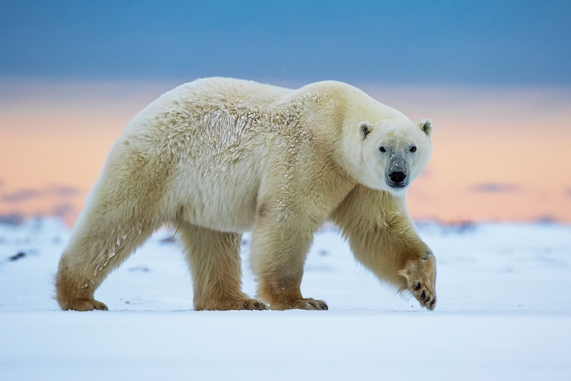 HD desktop wallpaper of a polar bear walking on snow with a soft pastel sky in the background.