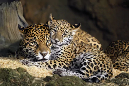 HD desktop wallpaper featuring a leopard cub snuggling with its parent on a rocky surface, embodying an endearing moment in the wild.