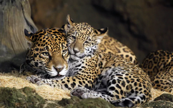 HD desktop wallpaper featuring a leopard cub snuggling with its parent on a rocky surface, embodying an endearing moment in the wild.