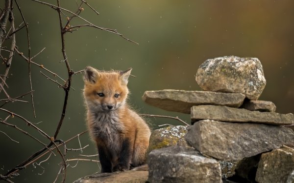 Animal Fox Stone Cub Baby Animal HD Wallpaper | Background Image