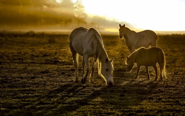 Animal Horse Sunbeam HD Wallpaper | Background Image