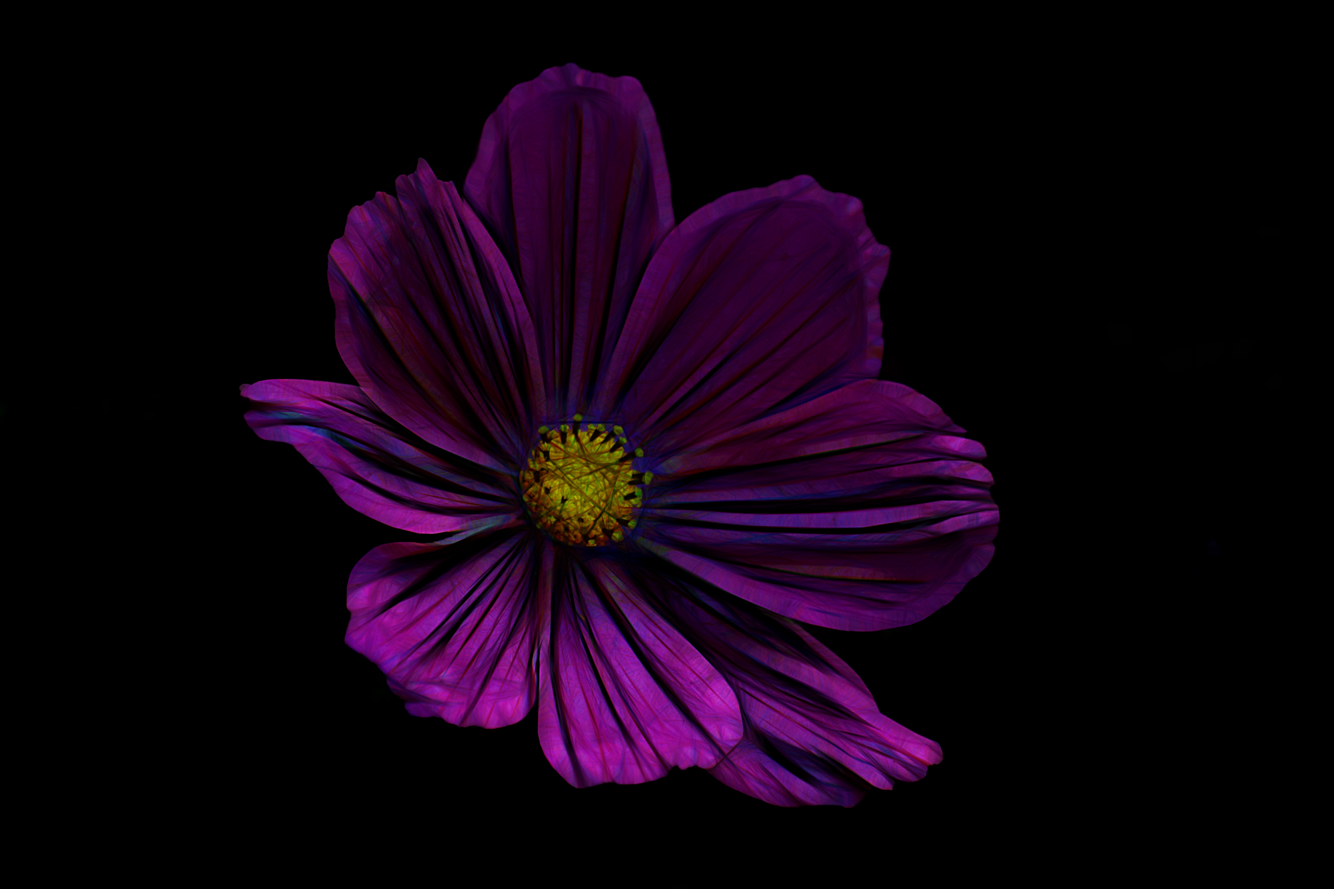 Artistic Flower HD Wallpaper | Background Image