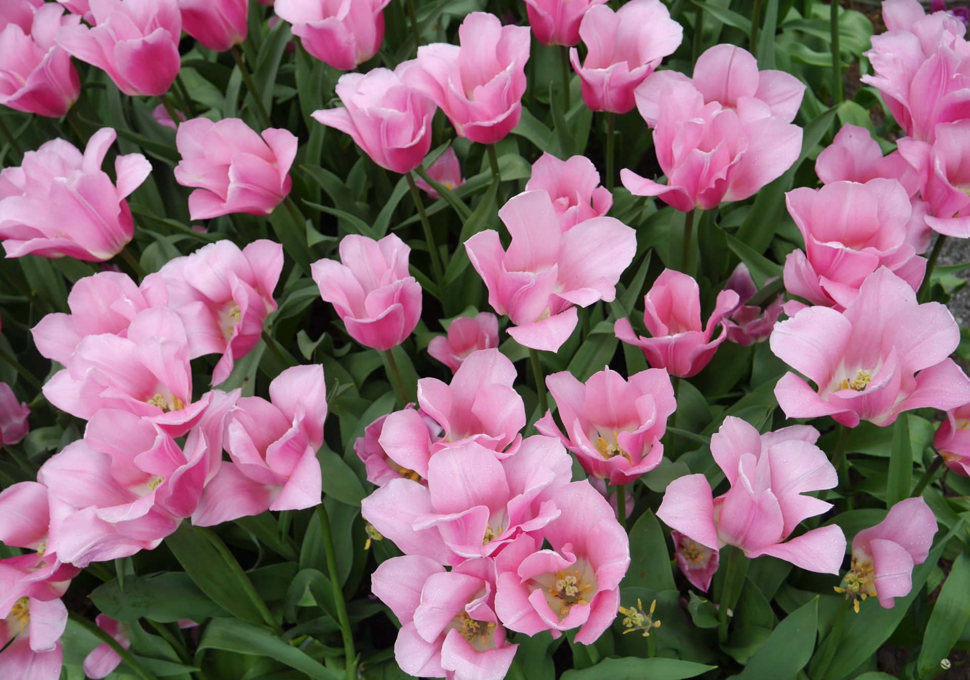 Download Pink Flower Leaf Flower Nature Tulip 4k Ultra HD Wallpaper ...