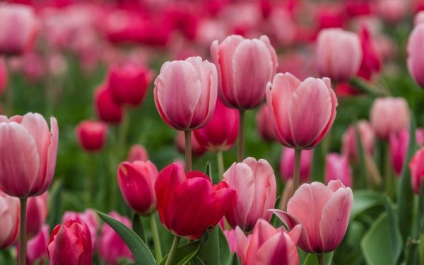 Earth Tulip Flowers Nature Flower Pink Flower Close-Up HD Wallpaper | Background Image