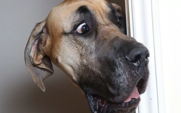 Funny close-up of a Great Dane’s expressive face, captured in HD for a PC desktop wallpaper featuring the dog's quirky muzzle and lively eyes.