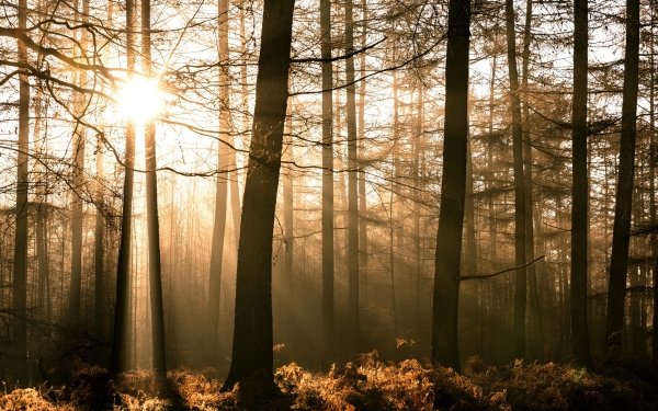 Earth Sunbeam Nature Sun Forest Tree HD Wallpaper | Background Image
