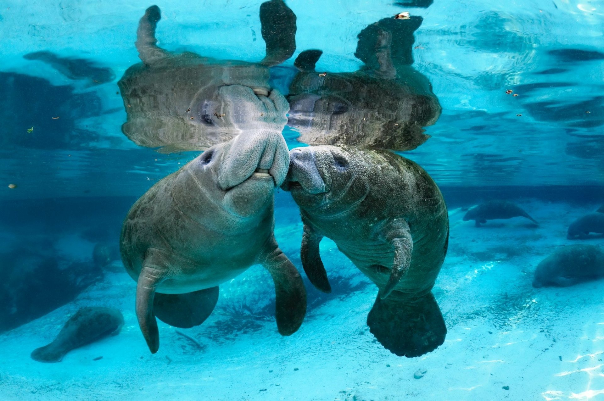 10-manatee-facts-you-didn-t-know