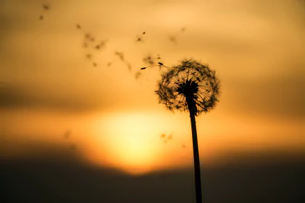 close-up summer sunset blur nature dandelion summer sunset HD Desktop Wallpaper | Background Image