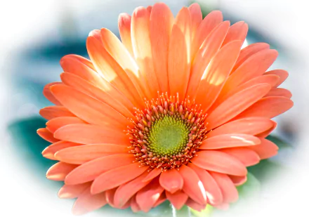  Orange Gerbera