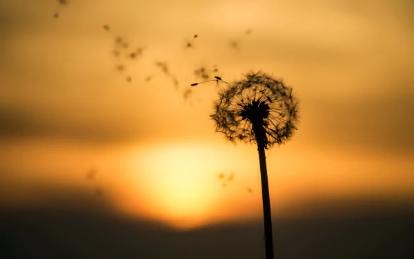 close-up summer sunset blur nature dandelion summer sunset HD Desktop Wallpaper | Background Image