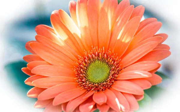  Orange Gerbera