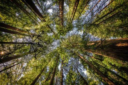 treetops forest nature tree HD Desktop Wallpaper | Background Image