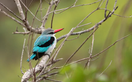 A vibrant woodland kingfisher perched on a branch in a natural setting, captured in HD for a crisp PC desktop wallpaper background.