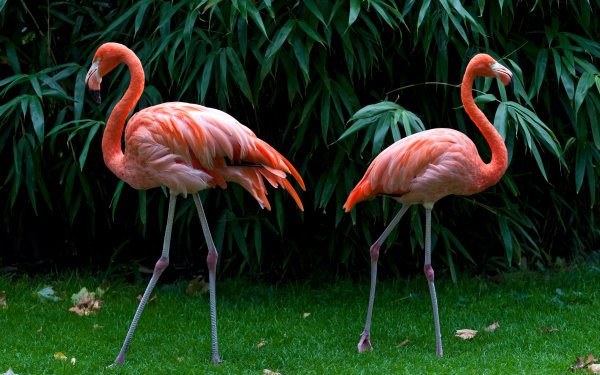 Animal Flamingo Birds Flamingos Bird Wildlife HD Wallpaper | Background Image