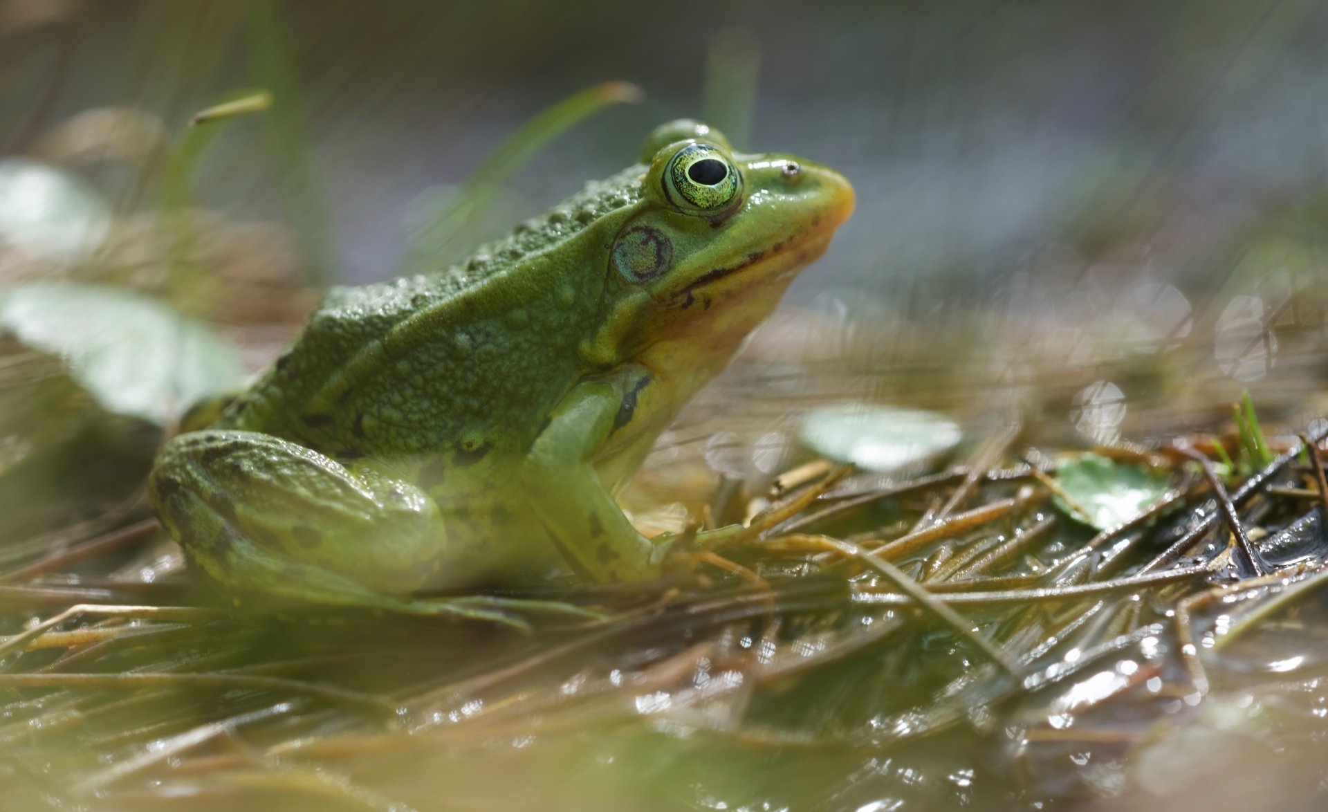 Download Amphibian Animal Frog 4k Ultra HD Wallpaper
