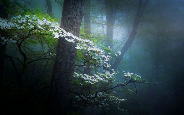 Earth Fog Forest Spring Flower White Flower HD Wallpaper | Background Image