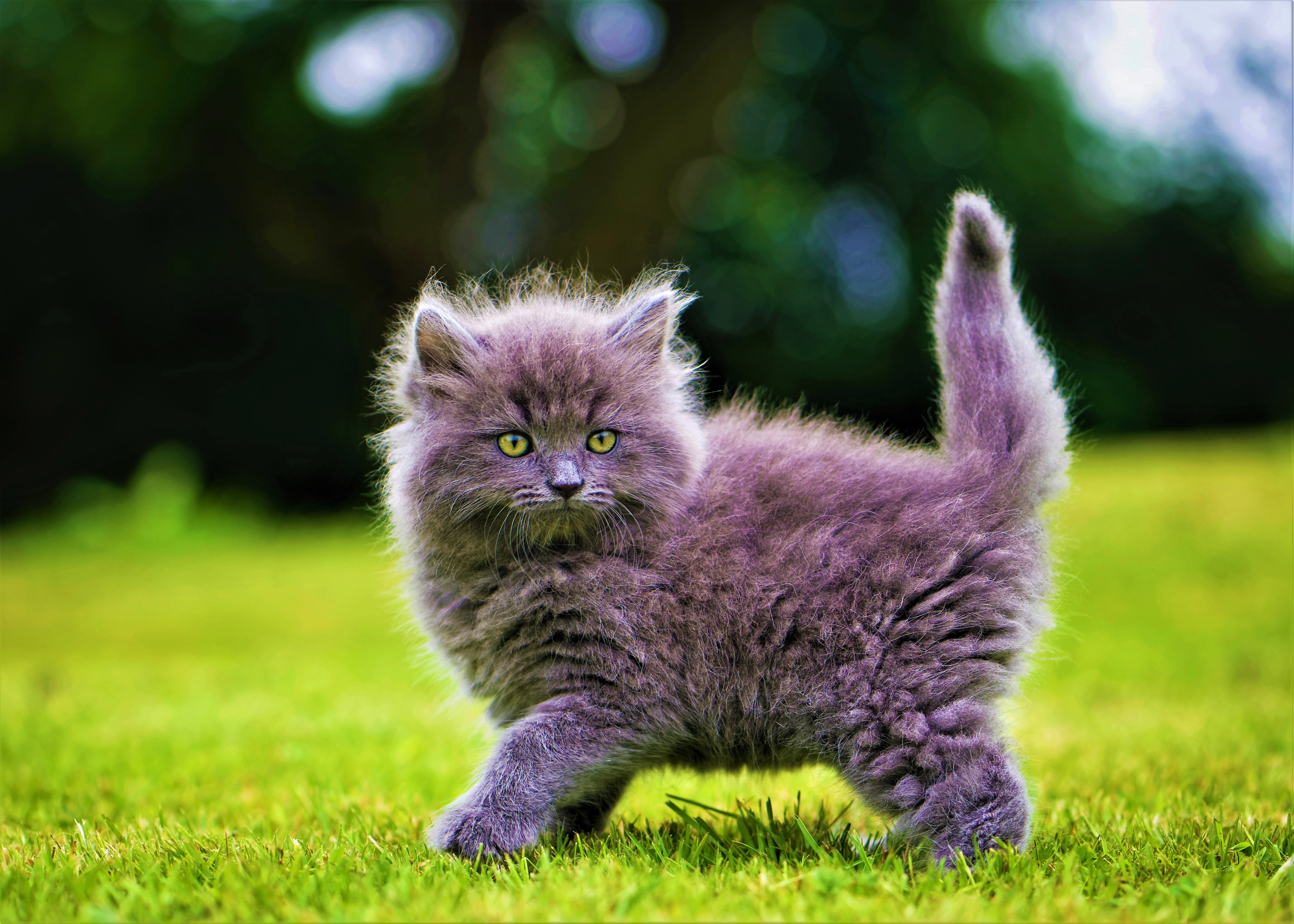 Cute Fluffy Gray Kittens