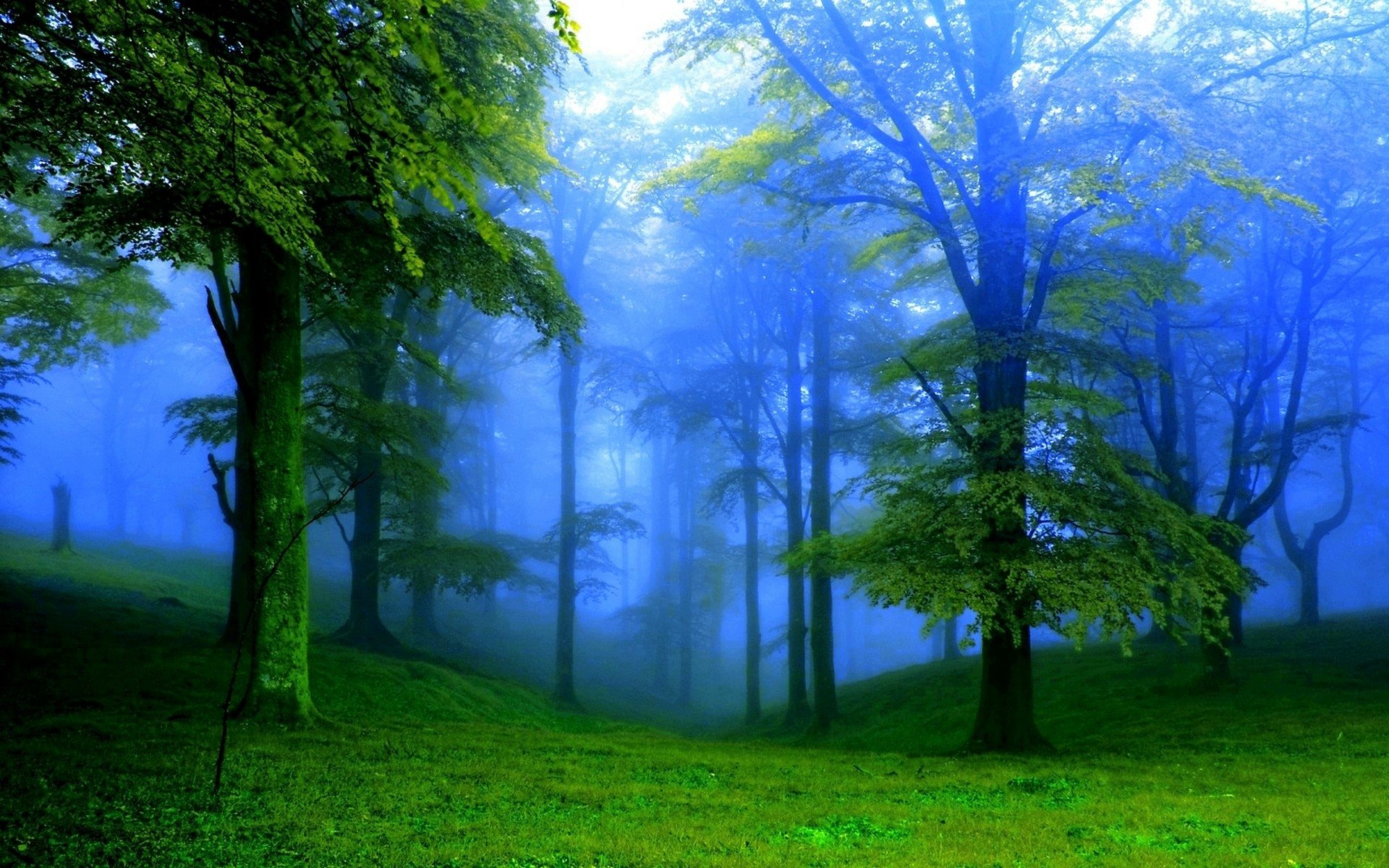 Misty Green Forest HD Wallpaper | Background Image  