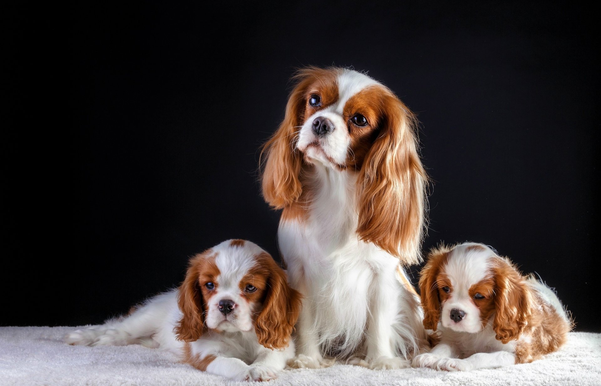 Download Baby Animal Cute Puppy Cavalier King Charles Spaniel Dog ...