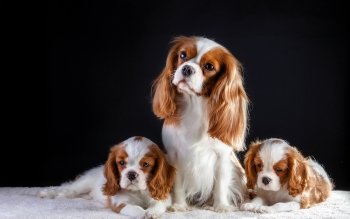 10 Cavalier King Charles Spaniel Hd Wallpapers Background Images