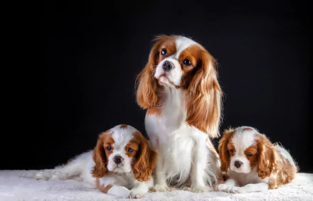Three adorable Cavalier King Charles Spaniel puppies rest on a soft surface against a dark background in this 4K Ultra HD PC desktop wallpaper.