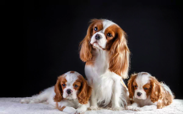 Three adorable Cavalier King Charles Spaniel puppies rest on a soft surface against a dark background in this 4K Ultra HD PC desktop wallpaper.